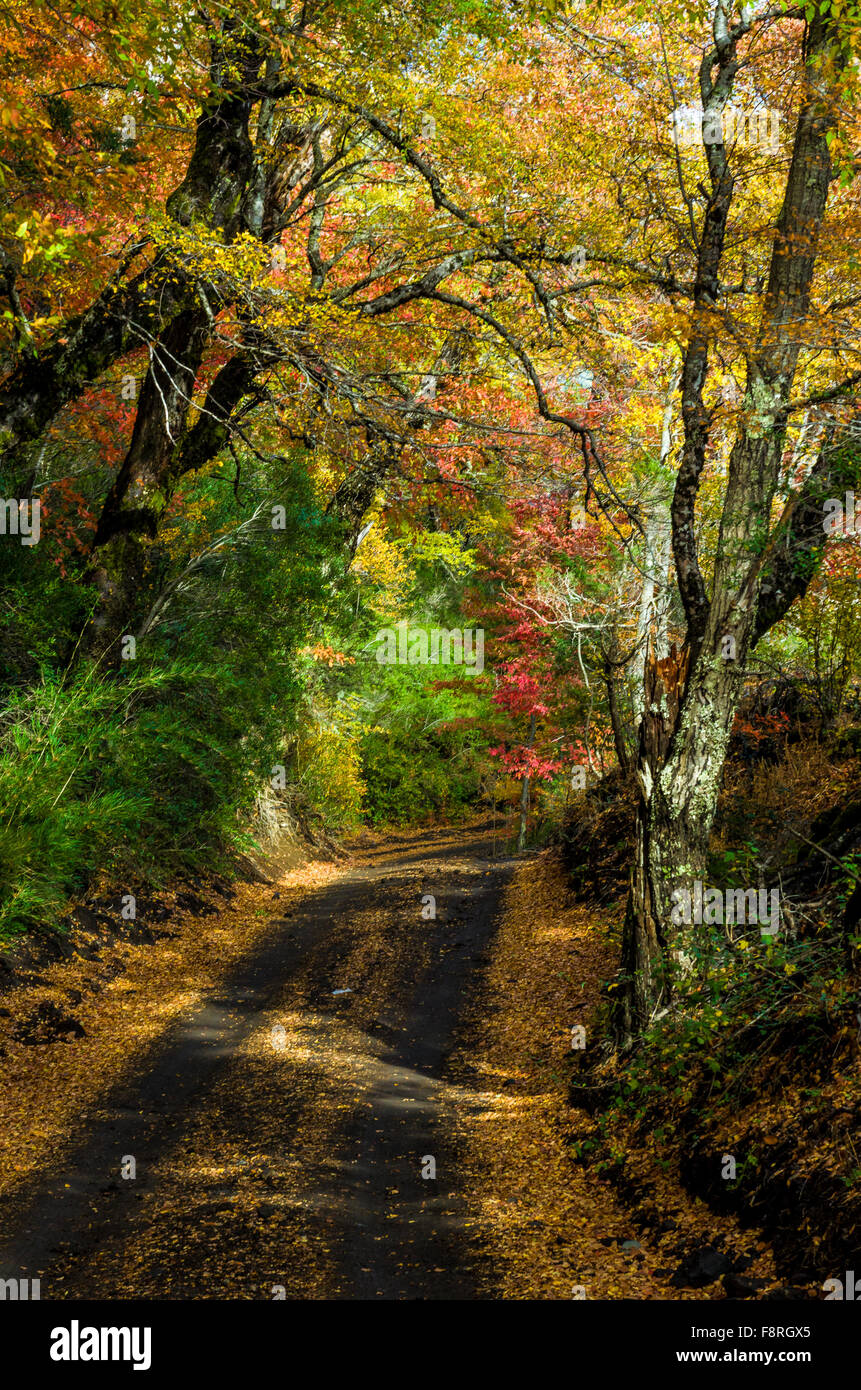 conguillio-national-park-banque-de-photographies-et-d-images-haute