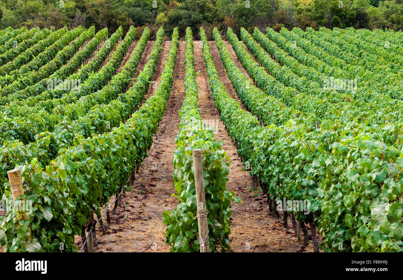 Rangées de vignes, Santa Cruz, Chili Banque D'Images