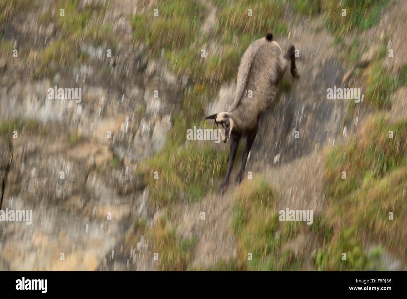 Chamois / chamois alpin / Gaemse ( Rupicapra rupicapra ) descend rapidement, panoramique, faune, Europe. Banque D'Images