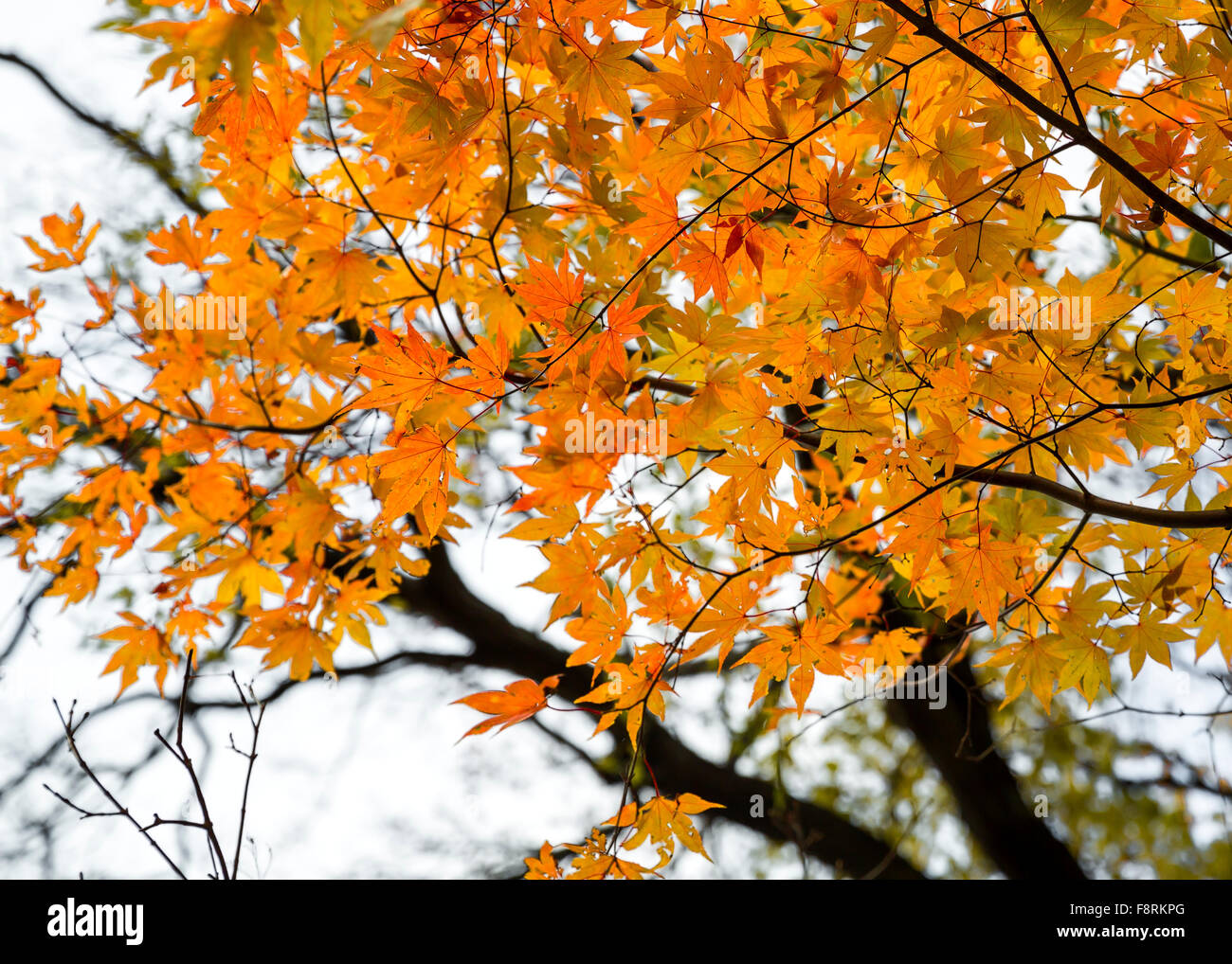 Les feuilles d'automne, Hokkaido, Japon Banque D'Images