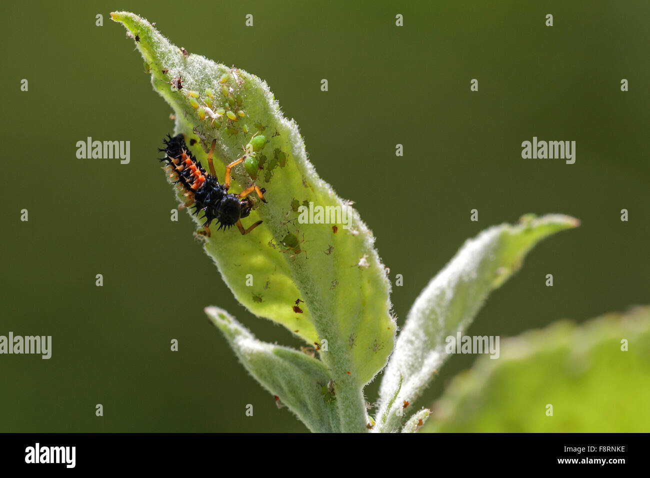 Coccinelle (Coccinellidae) larve de manger les pucerons (Aphidoidea), Allemagne Banque D'Images
