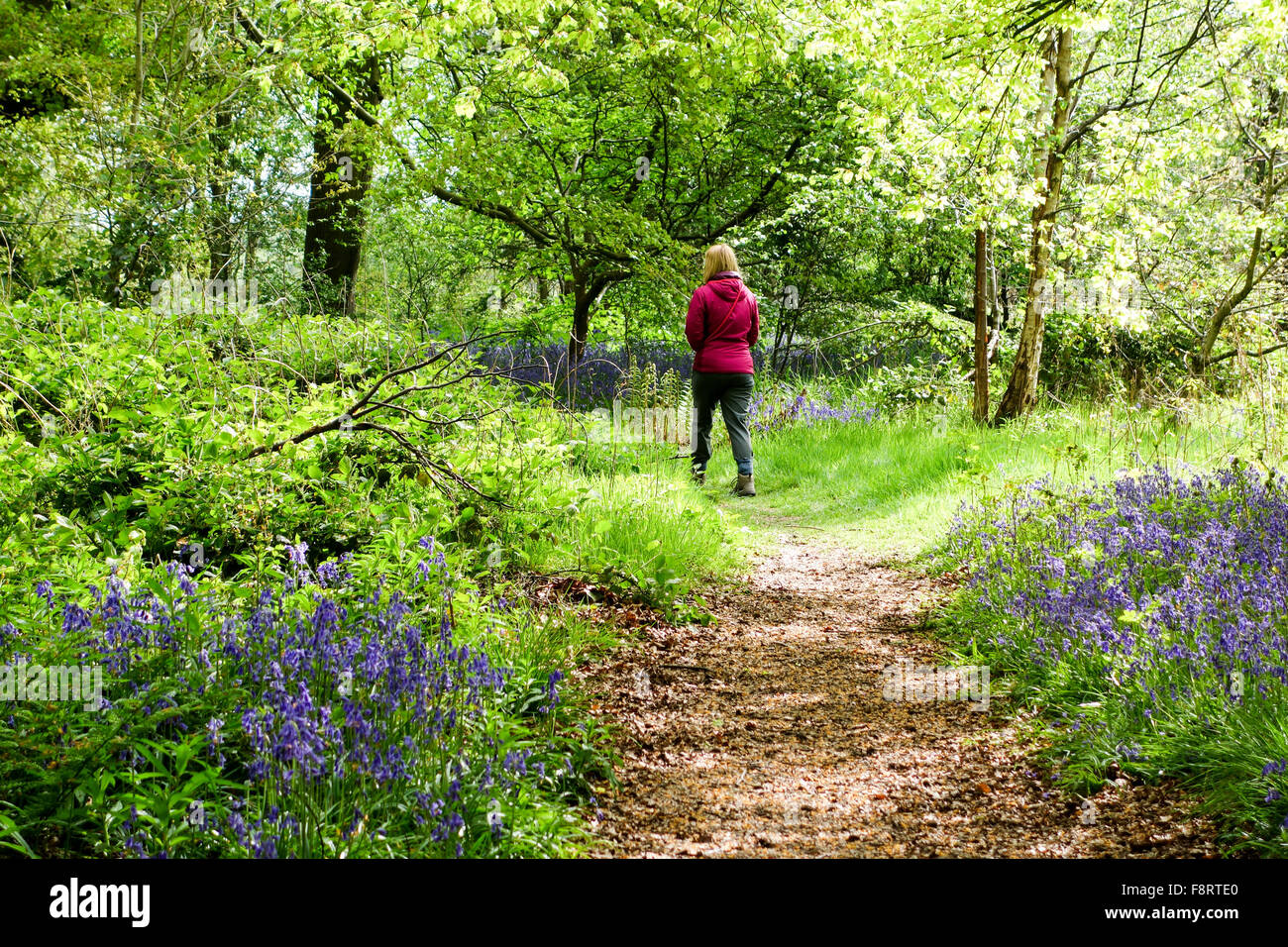 Une femme qui marche à travers le printemps Bluebells à Parrot's Drumble nature Reserve Talke Pits Stoke sur Trent Staffordshire Angleterre, Royaume-Uni Banque D'Images