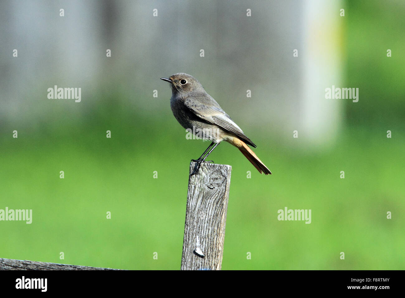 Rougequeue noir (Phoenicurus ochruros) sur l'après. Banque D'Images