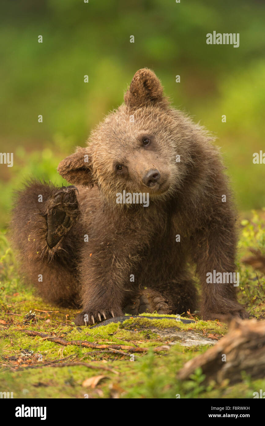 Ours Bebe Banque De Photographies Et D Images A Haute Resolution Alamy
