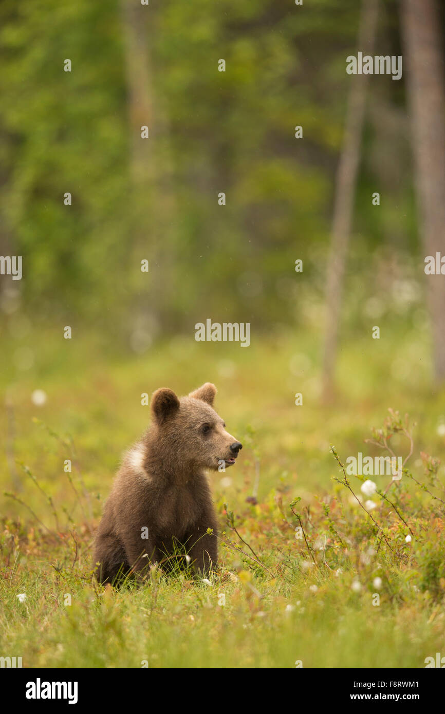 L'ours brun (Ursus arctos), les louveteaux. Banque D'Images