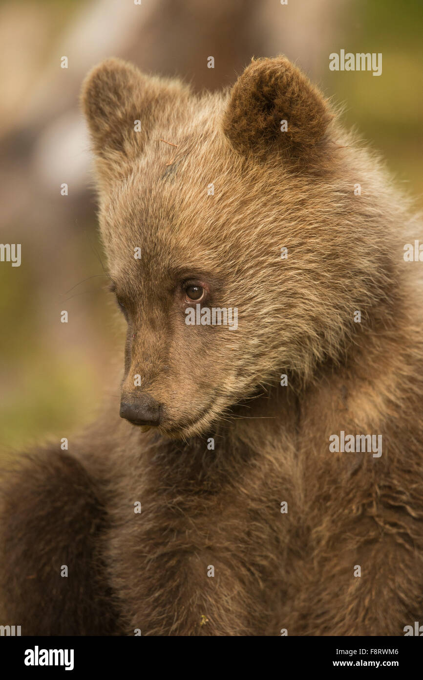 L'ours brun (Ursus arctos), les louveteaux. Banque D'Images