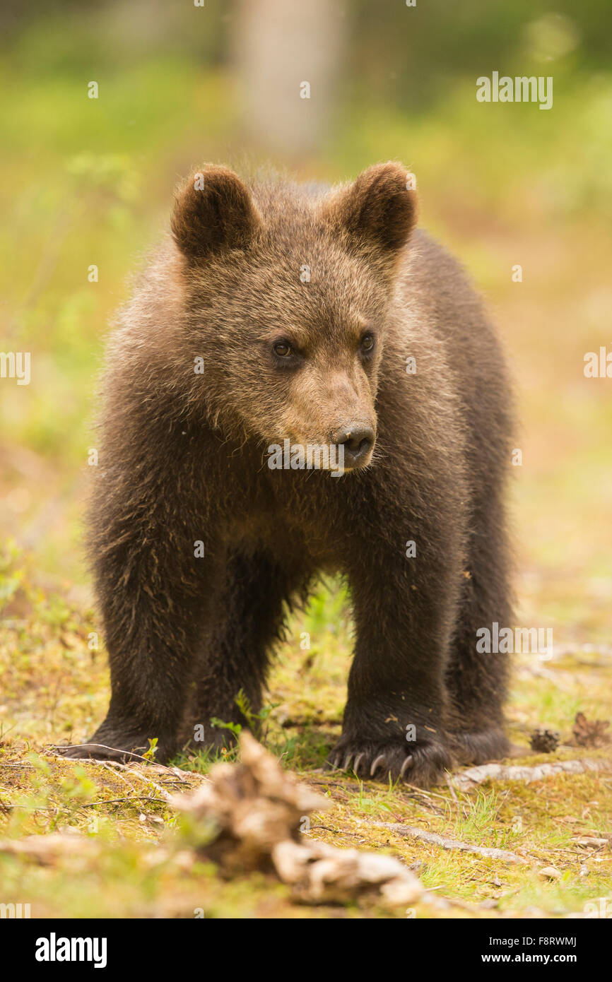 L'ours brun (Ursus arctos), les louveteaux. Banque D'Images