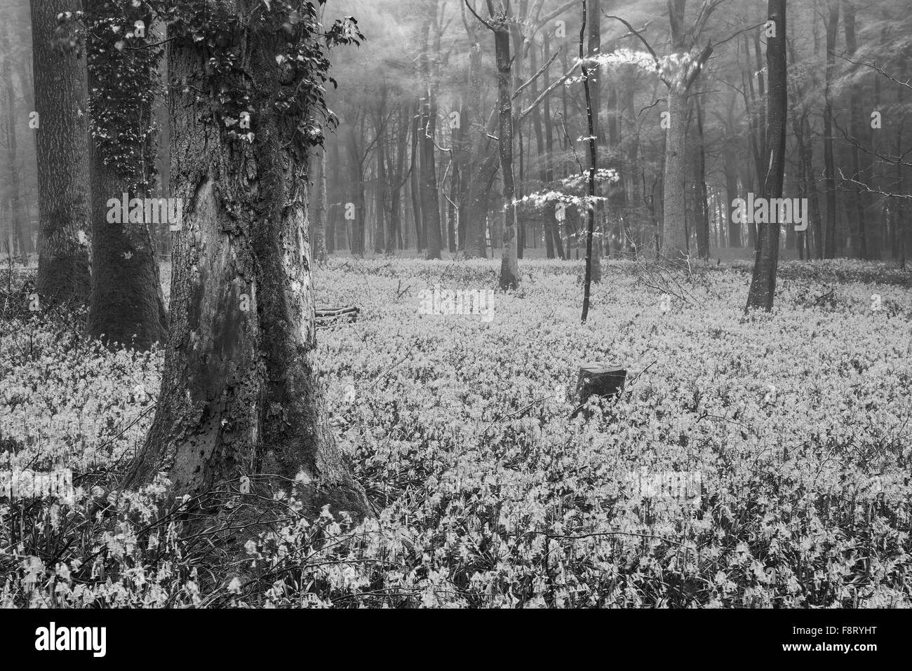 Beau tapis de fleurs à bluebell printemps paysage forêt brumeuse en noir et blanc Banque D'Images