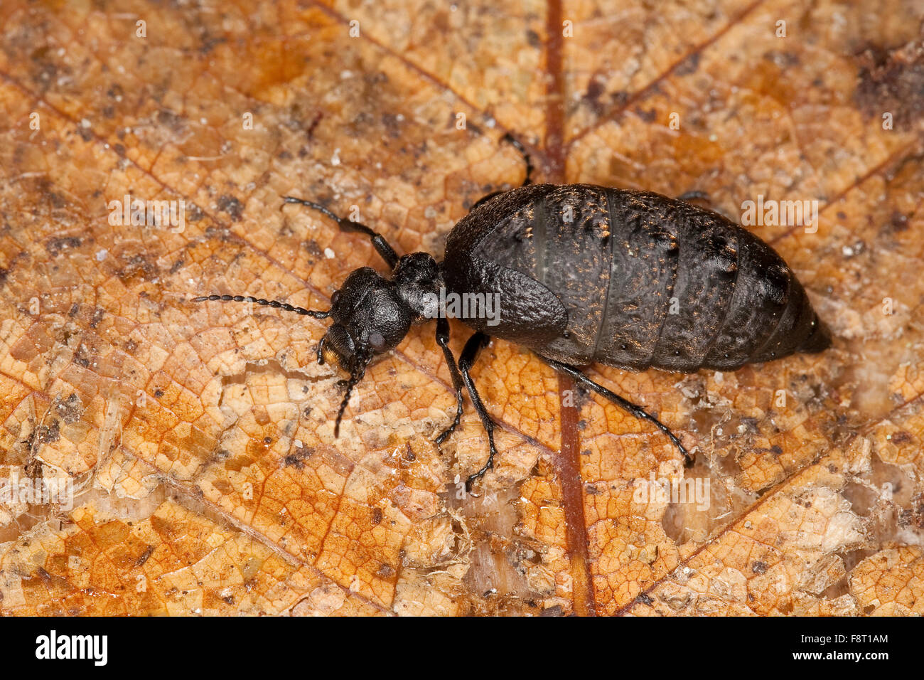 Blister beetle, l'huile, le Ölkäfer Maiwurmkäfer Maiwurm,,,, Maiwurm-Käfer Eurymeloe Meloe murinus, murinus, Ölkäfer, Meloidae Banque D'Images