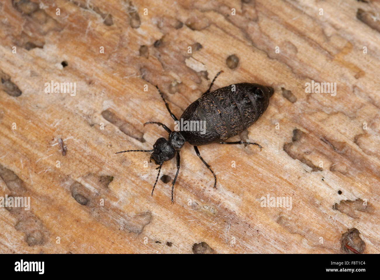 Blister beetle, l'huile, le Ölkäfer Maiwurmkäfer Maiwurm,,,, Maiwurm-Käfer Eurymeloe Meloe murinus, murinus, Ölkäfer, Meloidae Banque D'Images