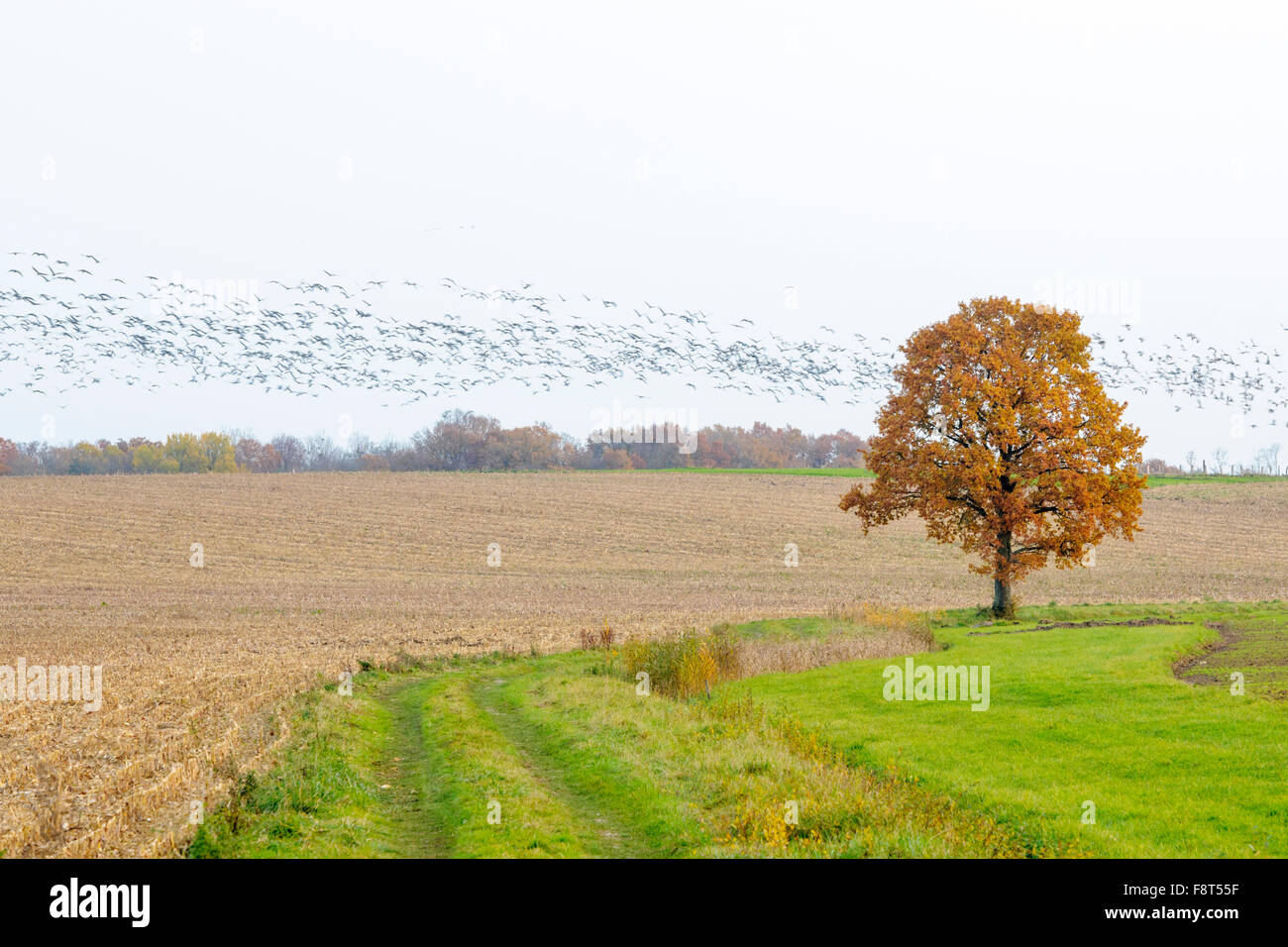 Grue cendrée (Grus grus) troupeau en vol avec le flou et l'arbre d'automne un champ, Lac du Der, Haute Marne, France. Banque D'Images