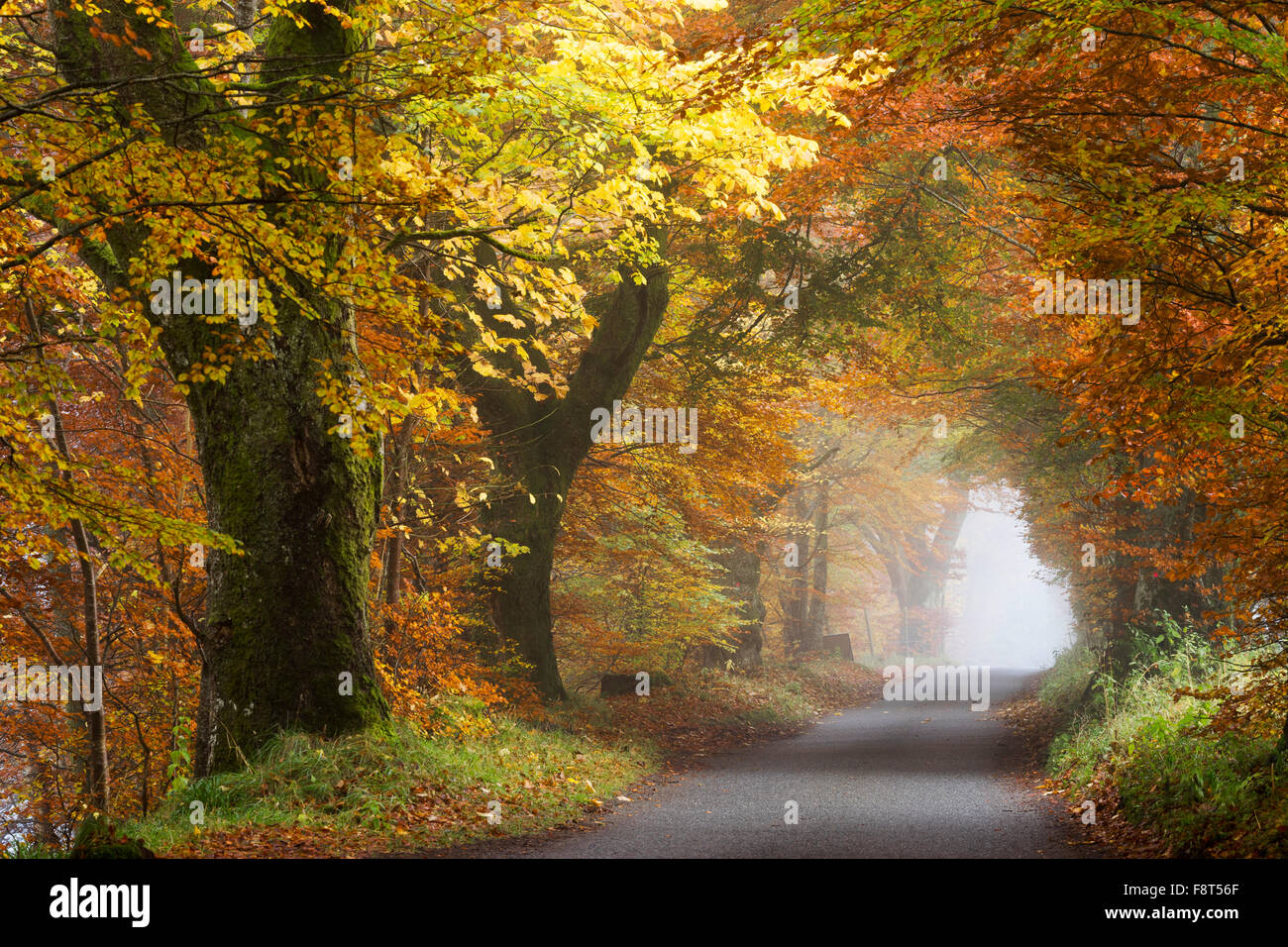 Allée d'arbres en automne brouillard et road à Glen Lyon, Perth et Kinross, Scotland Banque D'Images