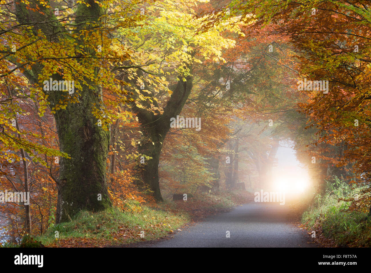 Allée d'arbres en automne brouillard et un véhicule sur route dans la région de Glen Lyon, Perth et Kinross, Scotland, UK Banque D'Images