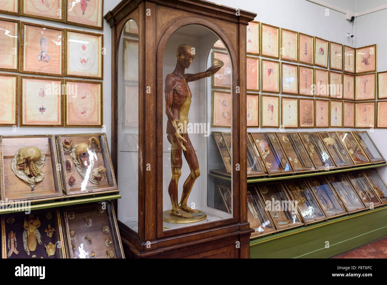 Florence. L'Italie. Collection de modèles anatomiques en cire du 18ème siècle à La Specola, musée de zoologie et de l'histoire naturelle. Banque D'Images