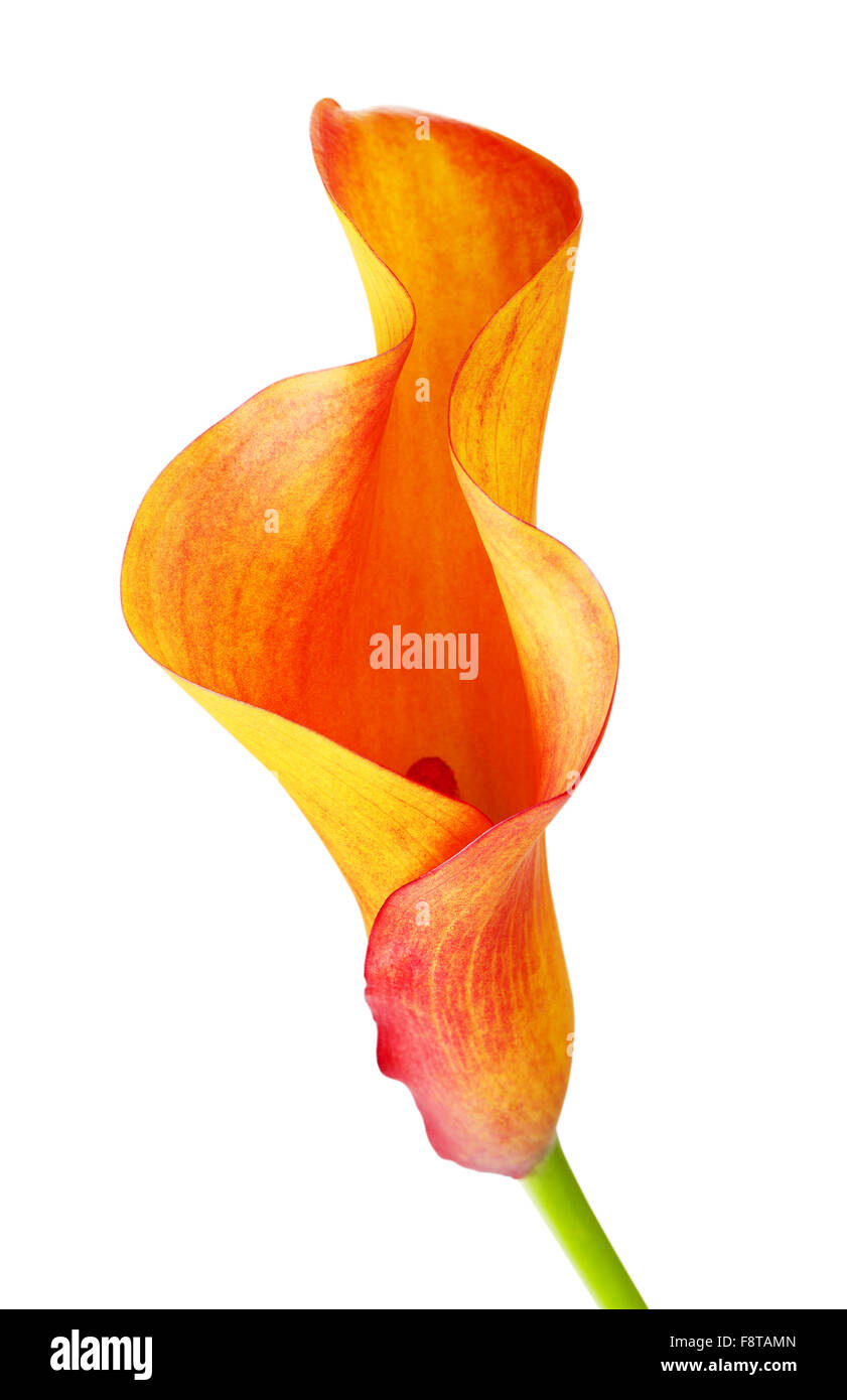 Zantedeschia zantedeschia orange fleur, isolated on white Banque D'Images