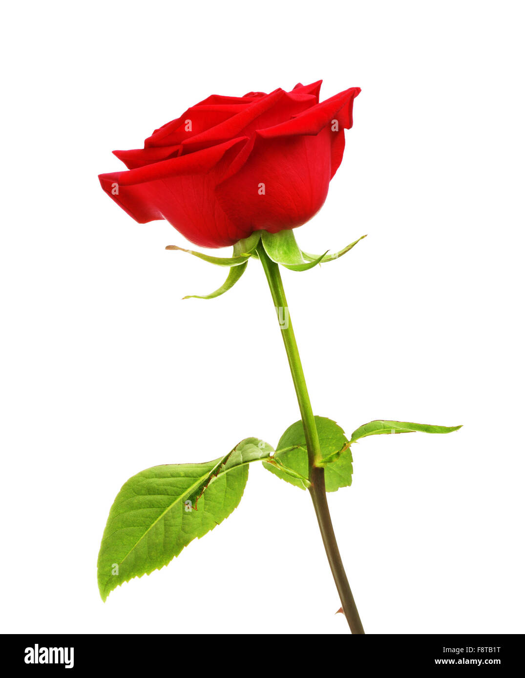 Rose rouge fleur, isolé sur fond blanc Banque D'Images