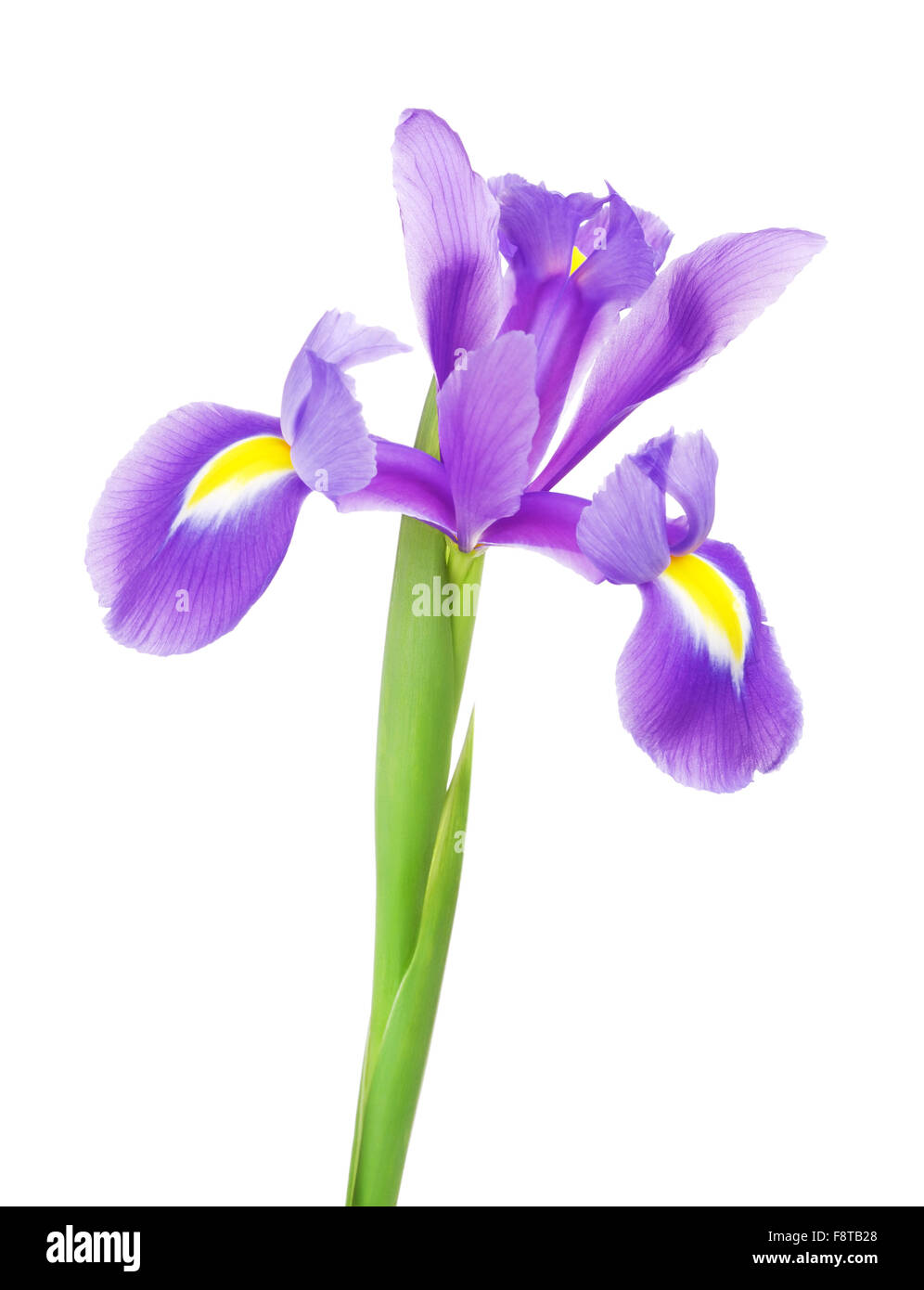 Belle fleur pourpre iris, isolated on white Banque D'Images