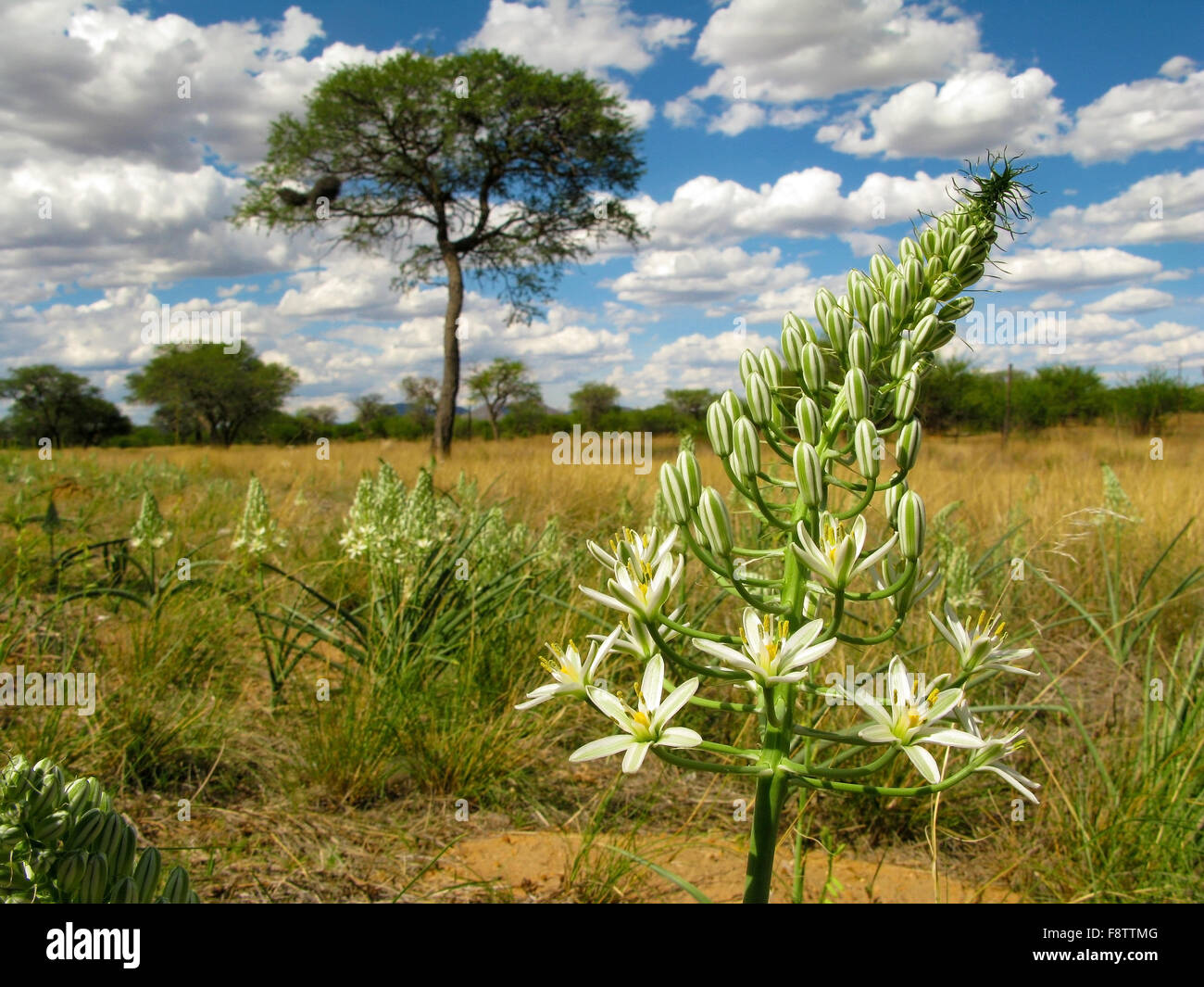Grande fleur blanche avec un paysage de savane avec camel thorn acacia (Vachellia erioloba) sur un arrière-plan dans le centre de la Namibie, Banque D'Images