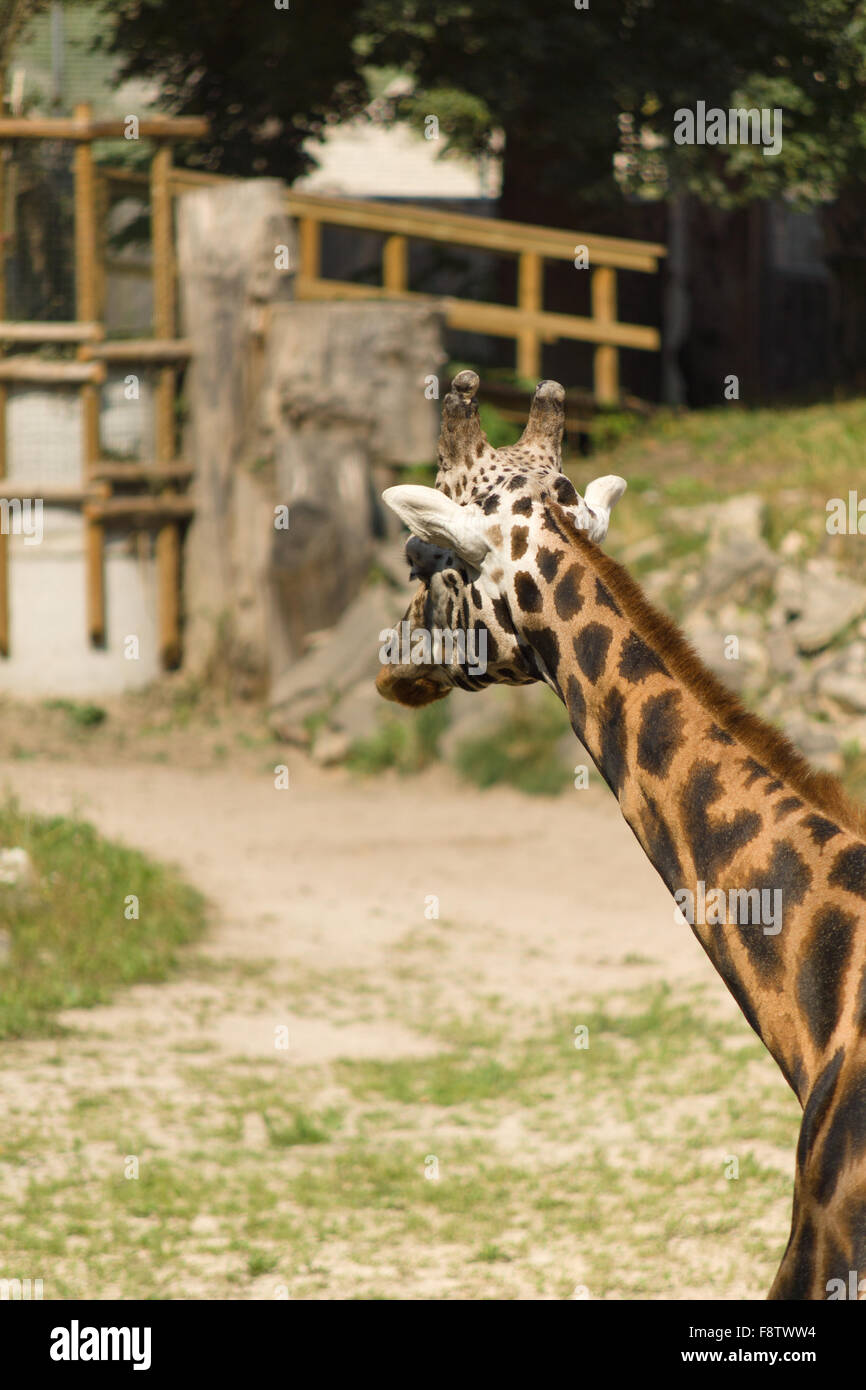 L'image des girafes close up pendant le repos Banque D'Images