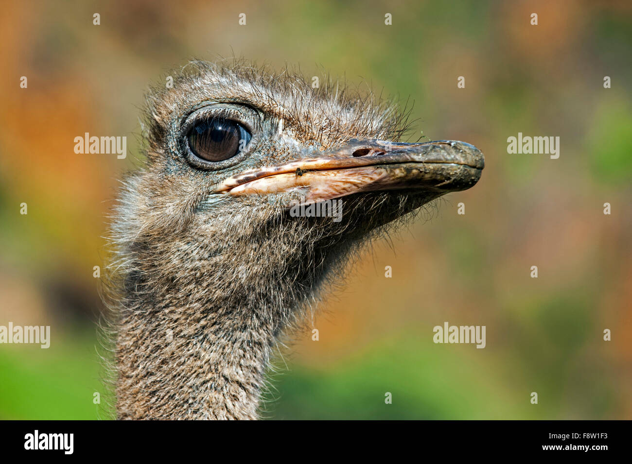 Autruche commune (Struthio camelus) close up of head Banque D'Images