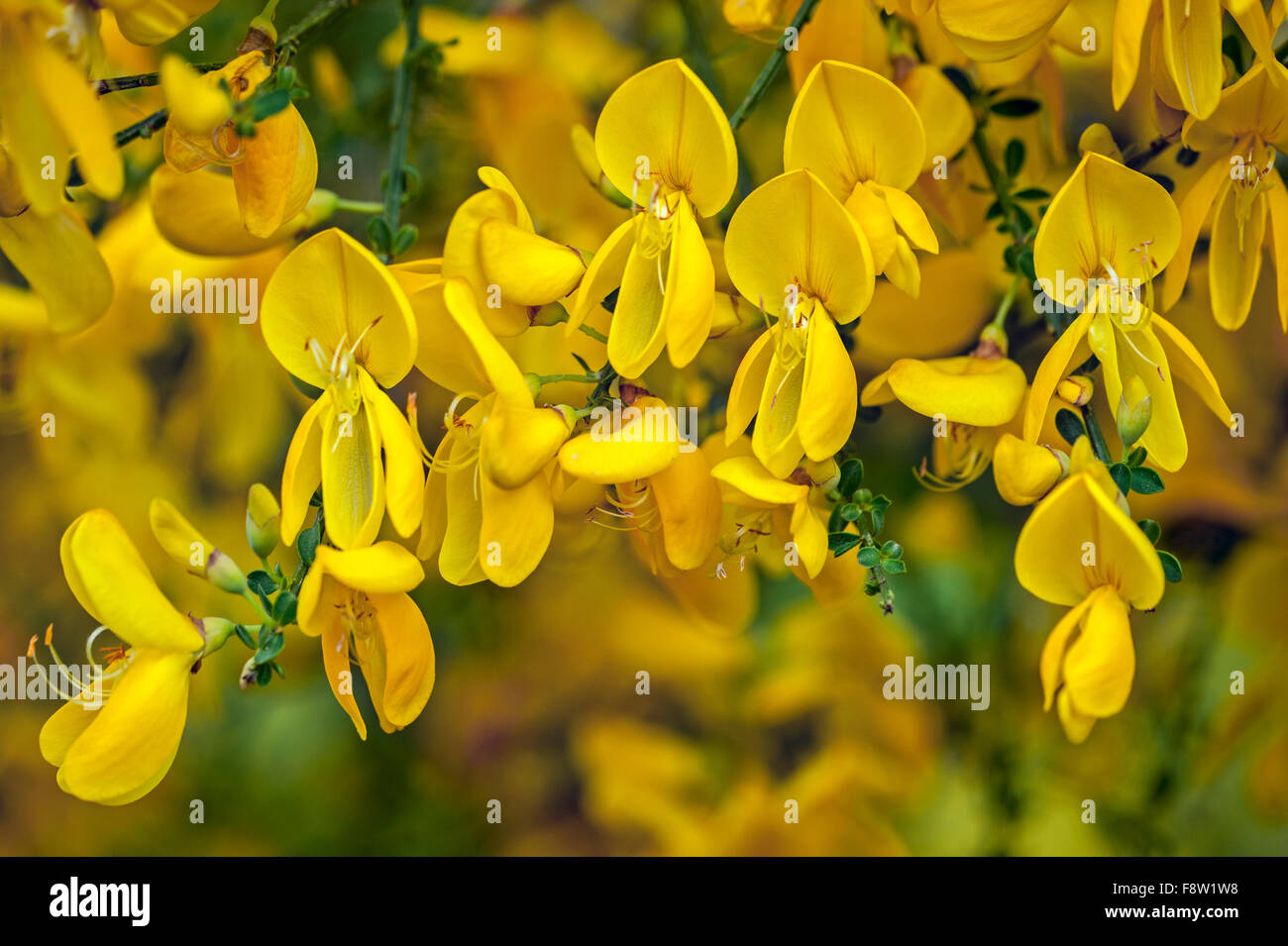 Genêt à balai Banque de photographies et d'images à haute résolution - Alamy