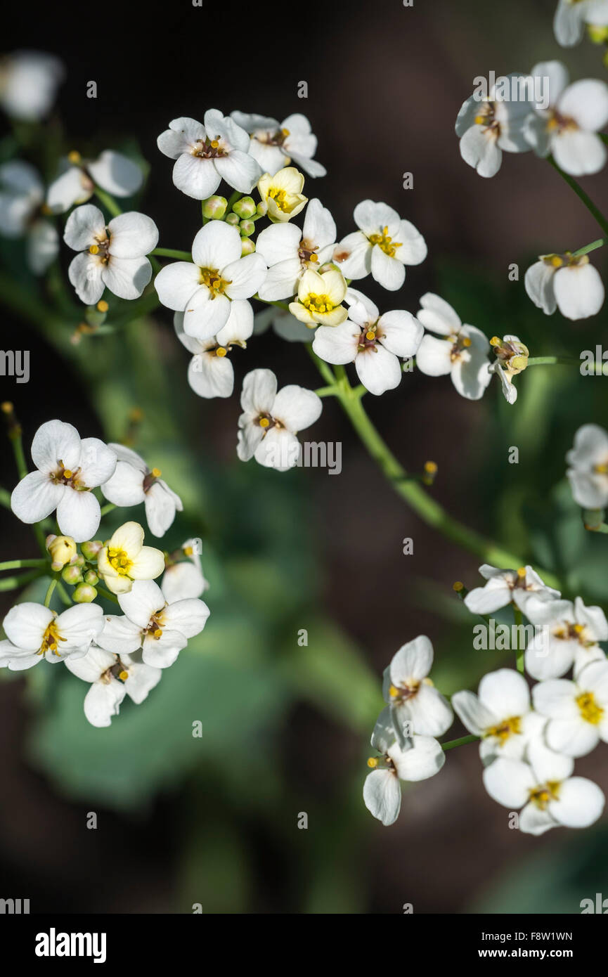 Kale mer / seakale / crambe Crambe maritima) (close up of white flowers Banque D'Images