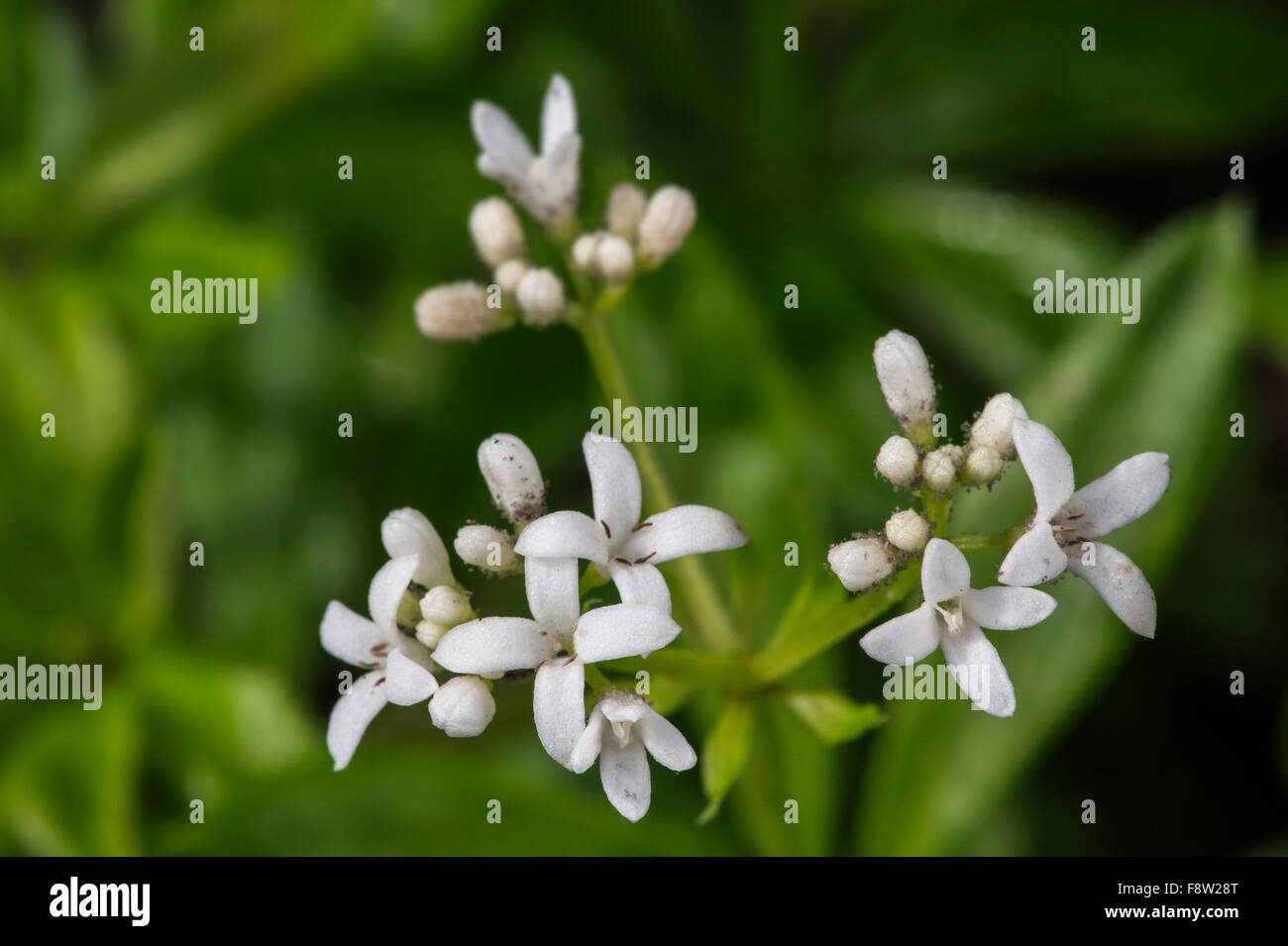 Sweet woodruff / wild Baby's Breath / master of the Woods (Galium odoratum / asperula odorata) en fleurs Banque D'Images