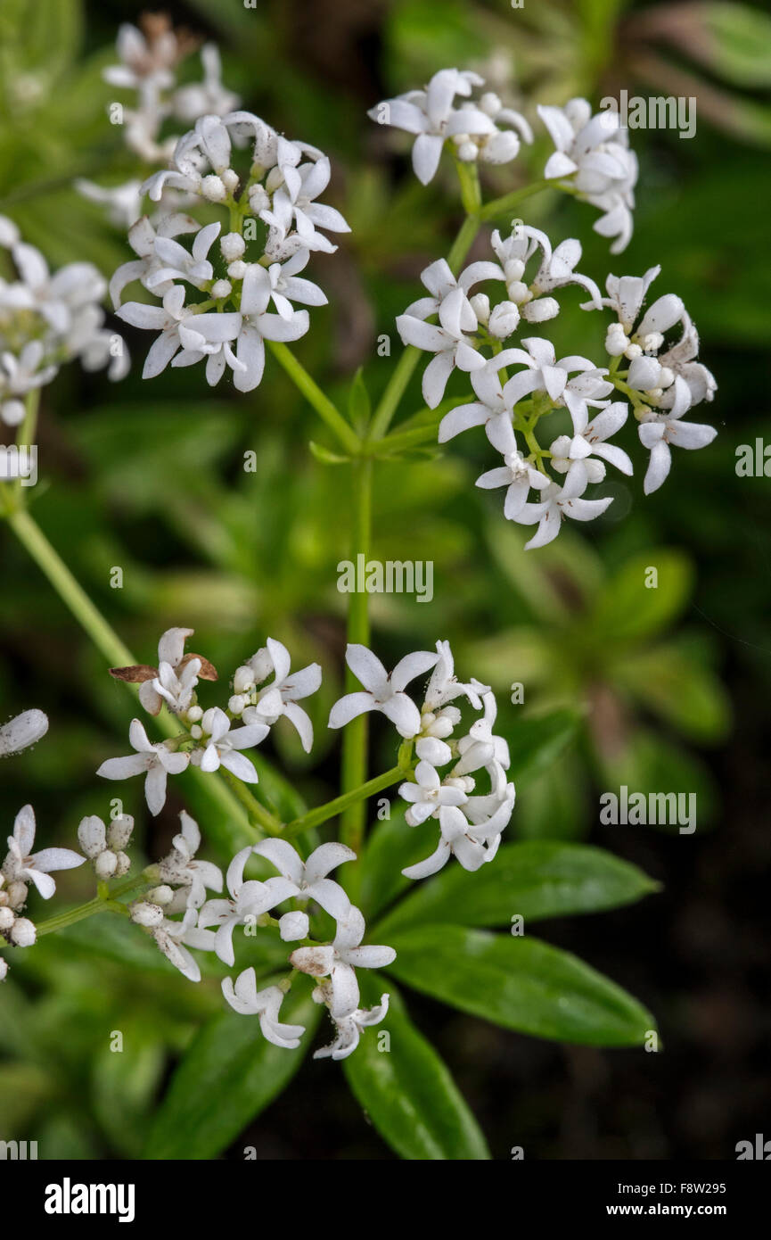 Sweet woodruff / wild Baby's Breath / master of the Woods (Galium odoratum / asperula odorata) en fleurs Banque D'Images