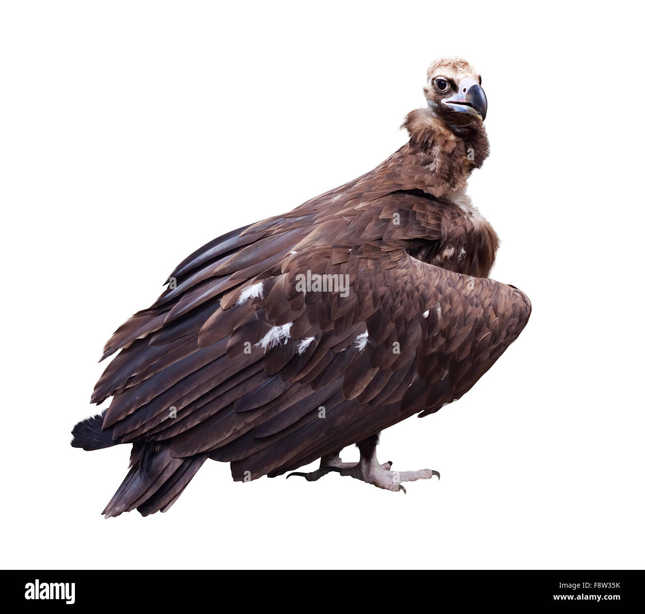 Vulture (Griffin). Plus isolé sur fond blanc Banque D'Images