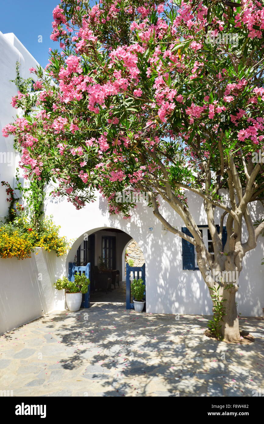 Fleurs dans la ville de Mykonos, Chora - l'île de Mykonos, Grèce Banque D'Images