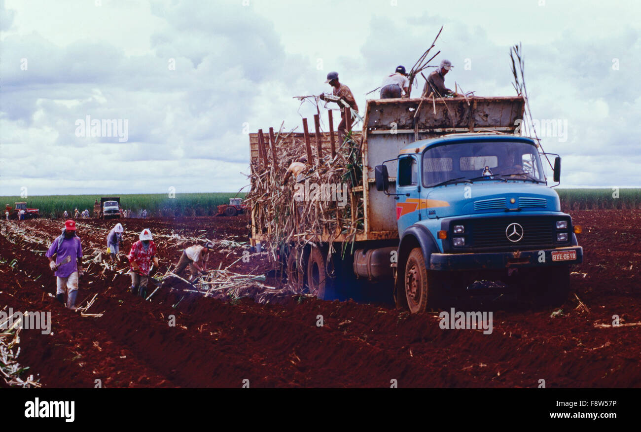 La plantation de canne à sucre au Brésil. Les travailleurs de terrain chop tiges de canne à sucre, de replanter les segments dans les sillons où elles se développeront. Banque D'Images