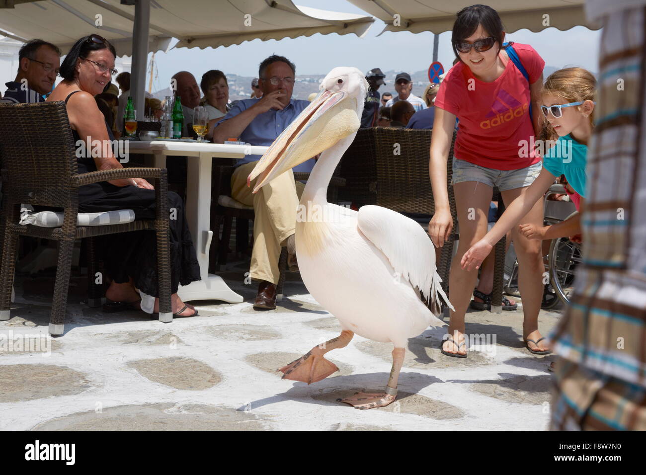 Mykonos - Cyclades, Grèce, Pelican Petros Banque D'Images