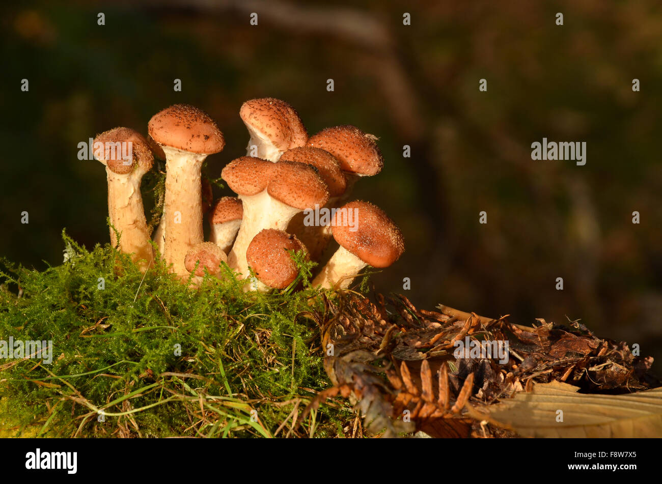 L'Armillaria mellea, champignons Banque D'Images