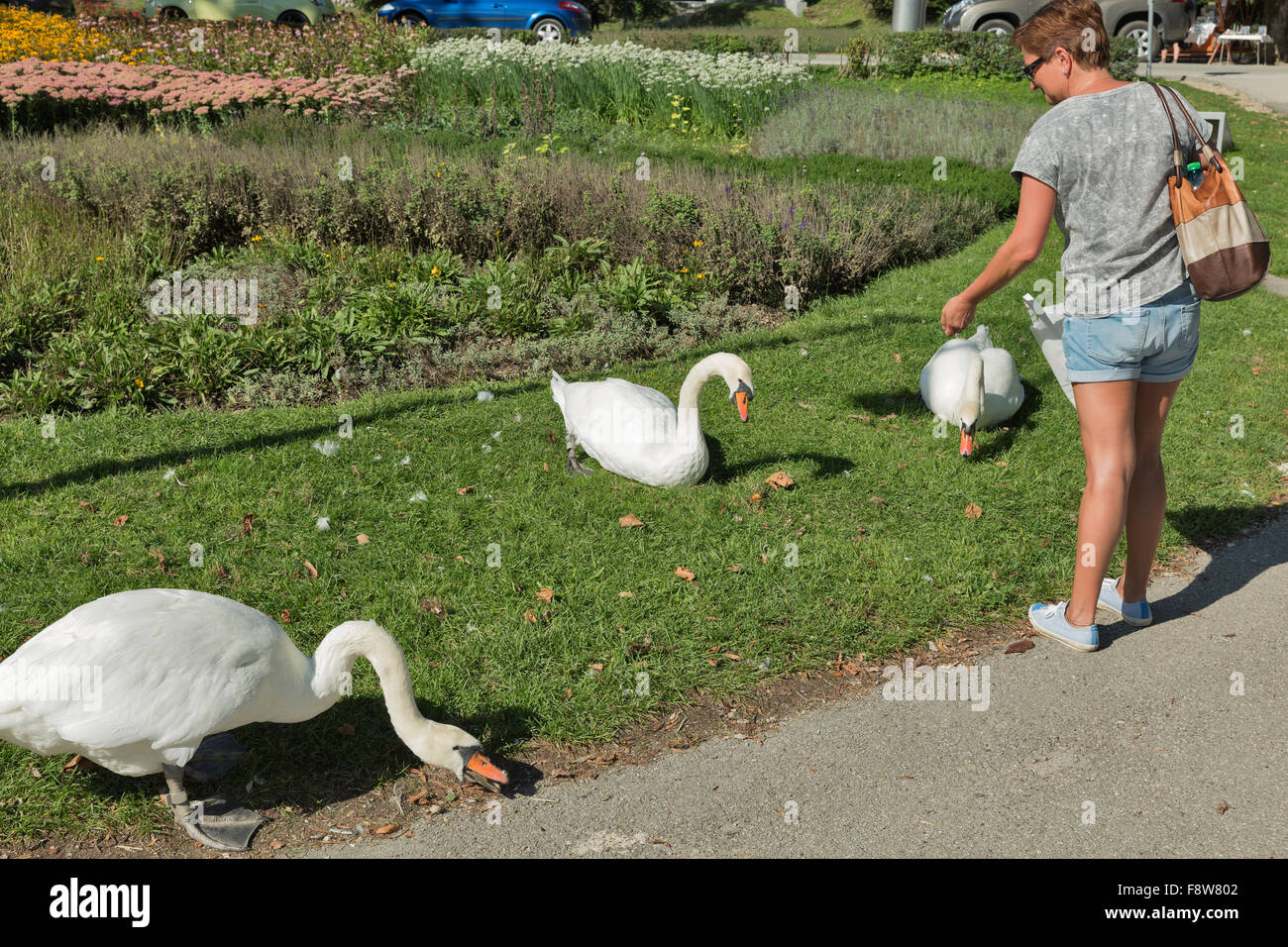 Middle aged woman tannées en short et lunettes de nourrir les cygnes sauvages à Bled, Slovénie Banque D'Images