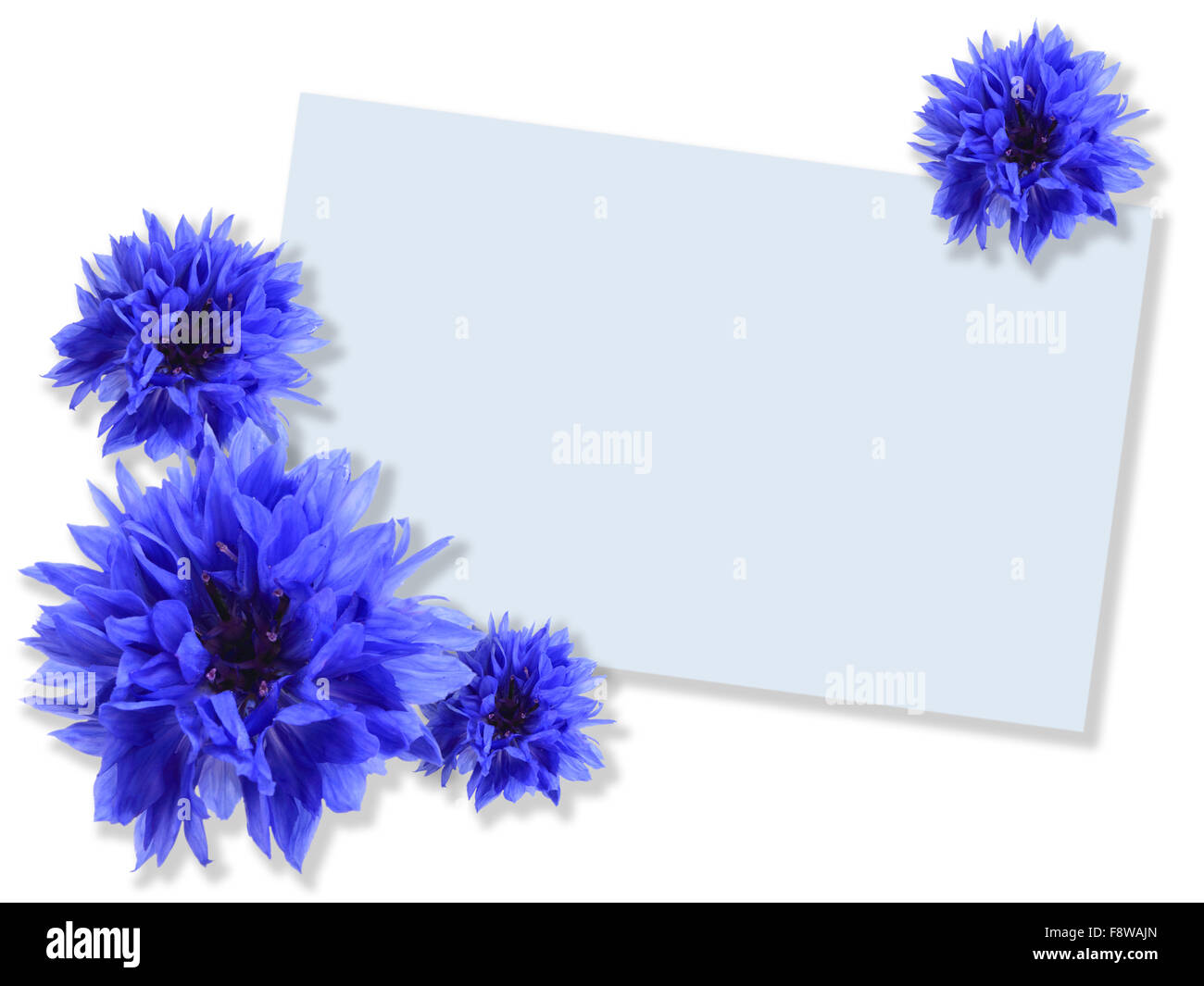 Groupe de fleurs bleu avec carte-message Banque D'Images