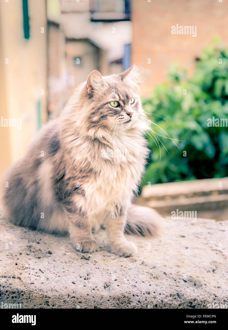 Cheveux longs mignon chat domestique sur un mur Banque D'Images