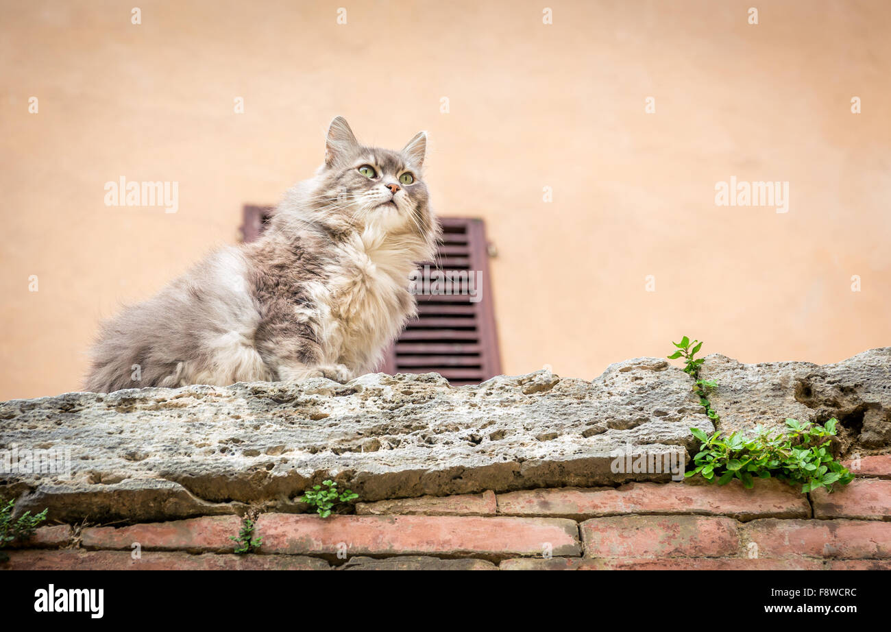 Cheveux longs mignon chat domestique sur un mur Banque D'Images