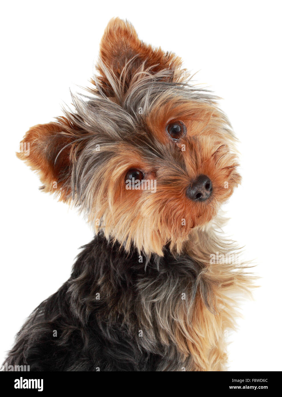 Cute Yorkie puppy Banque D'Images