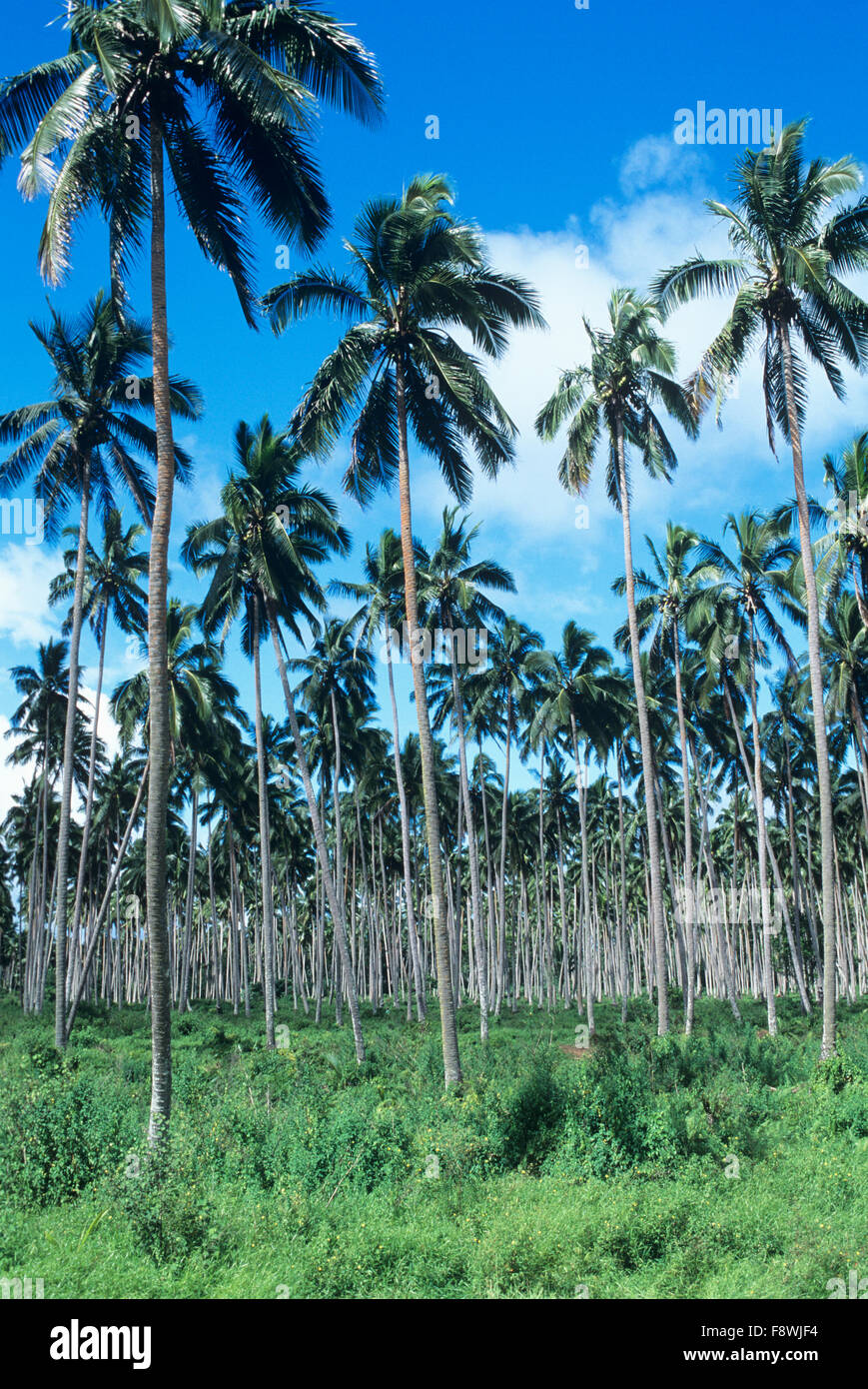 Grands cocotiers qui font partie d'une plantation de coprah sur Vanua Levu Banque D'Images