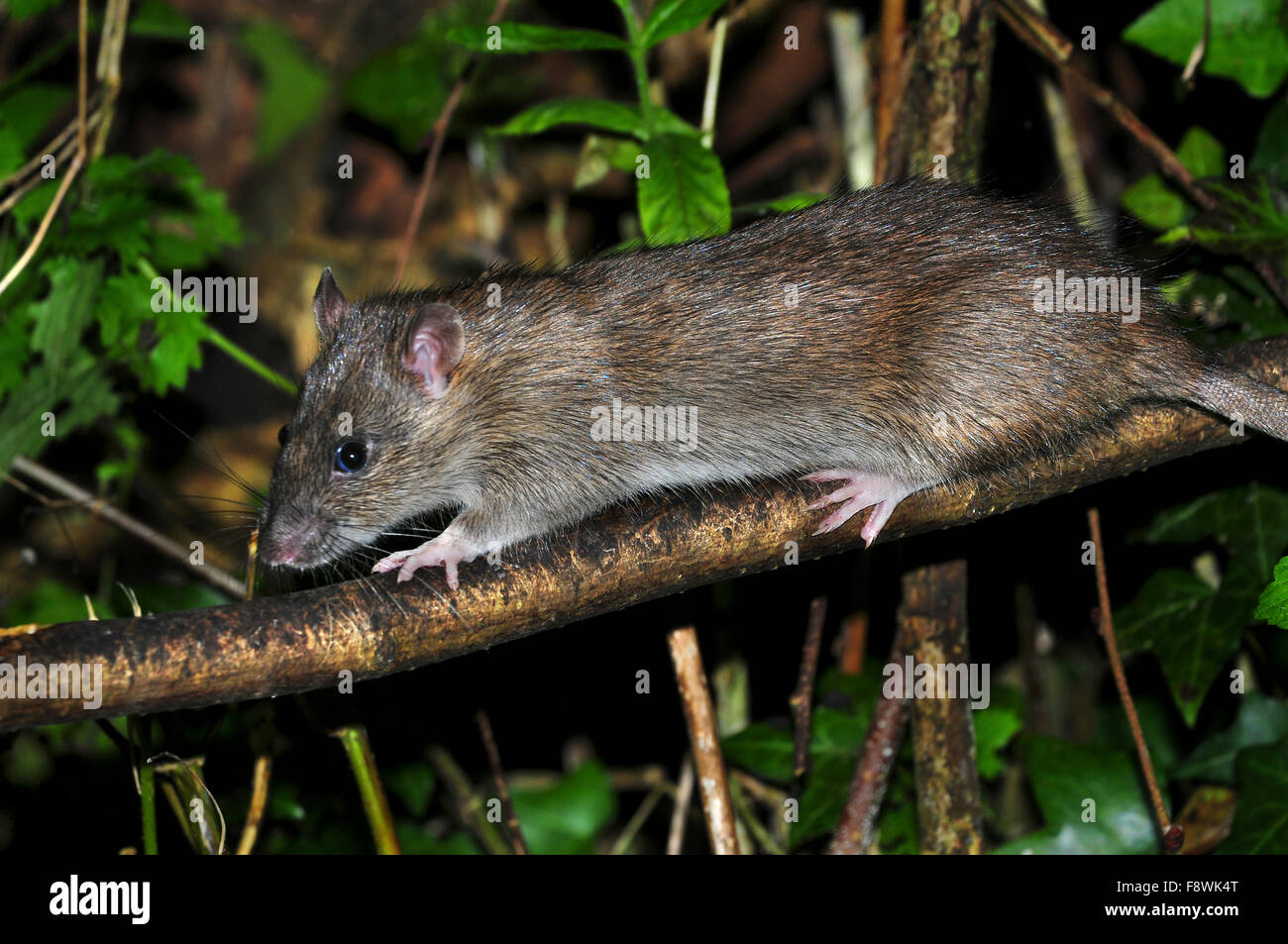 rat brun Banque D'Images