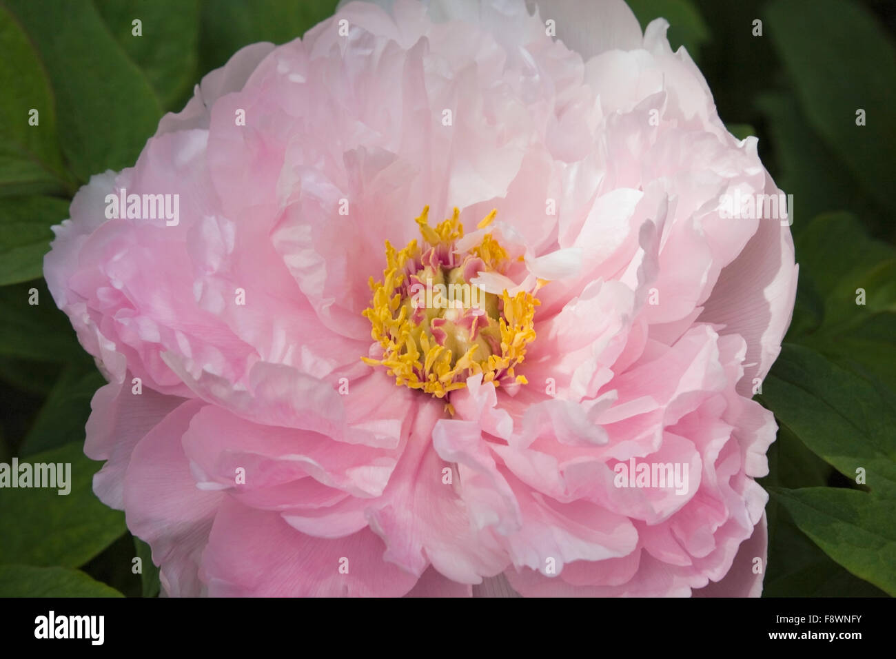 Close-up, de l'arbuste pivoine (Paeonia), fleur rose, Québec, Canada Banque D'Images