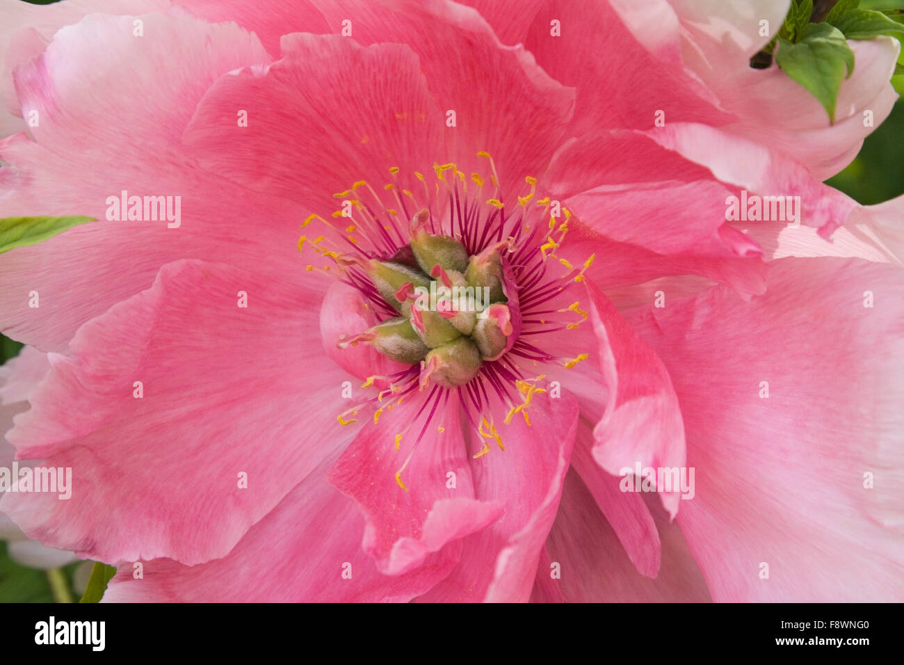 Close-up, de l'arbuste pivoine (Paeonia), fleur rose, Québec, Canada Banque D'Images
