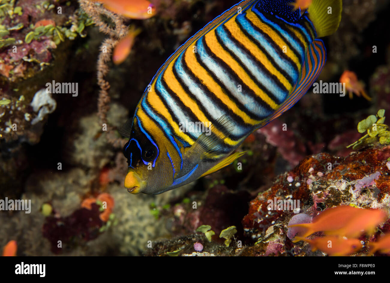 Regal anges d'œil à la caméra. Banque D'Images