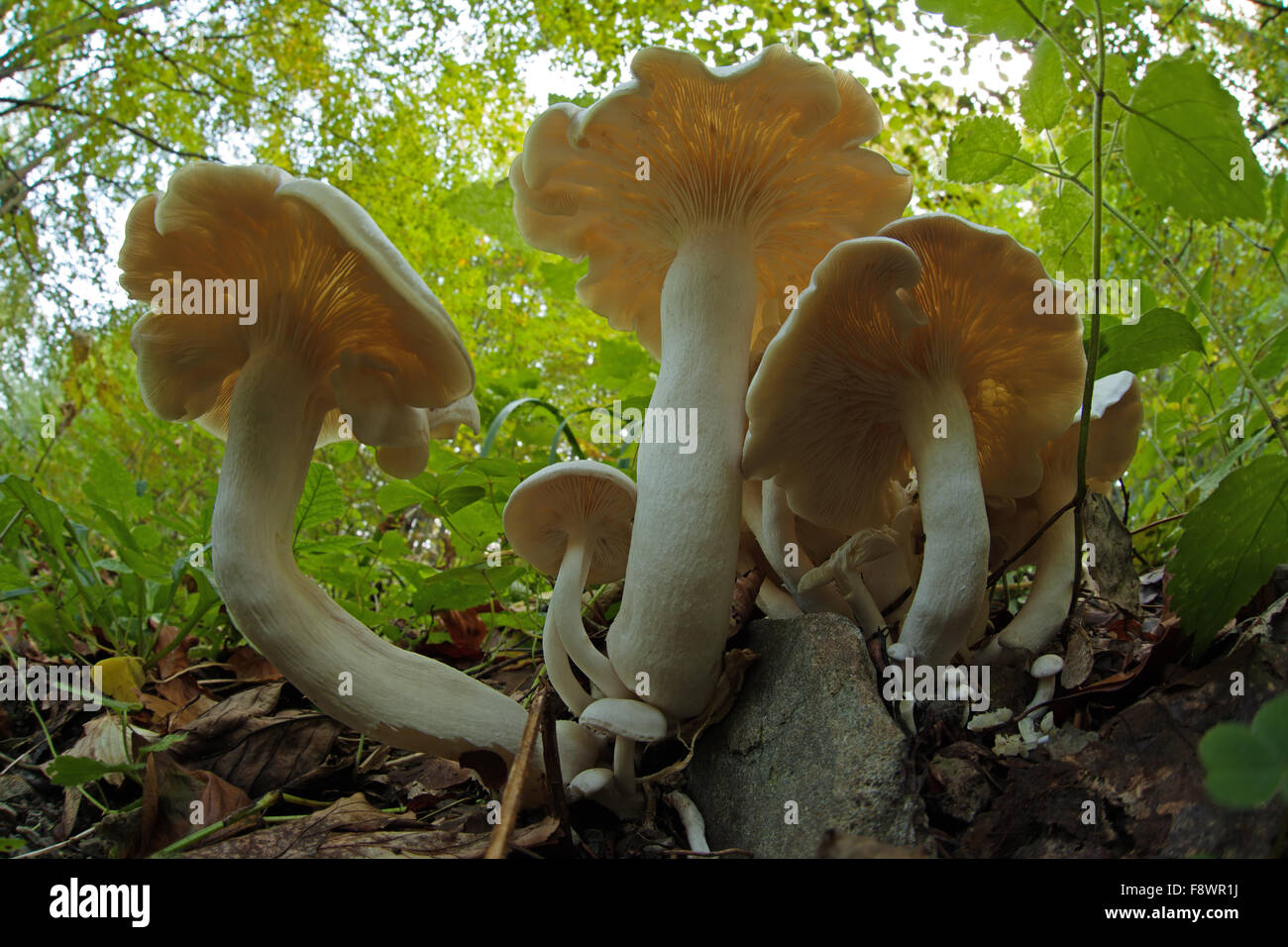 Les champignons sur le sol de la forêt, Basse Autriche, Autriche Banque D'Images