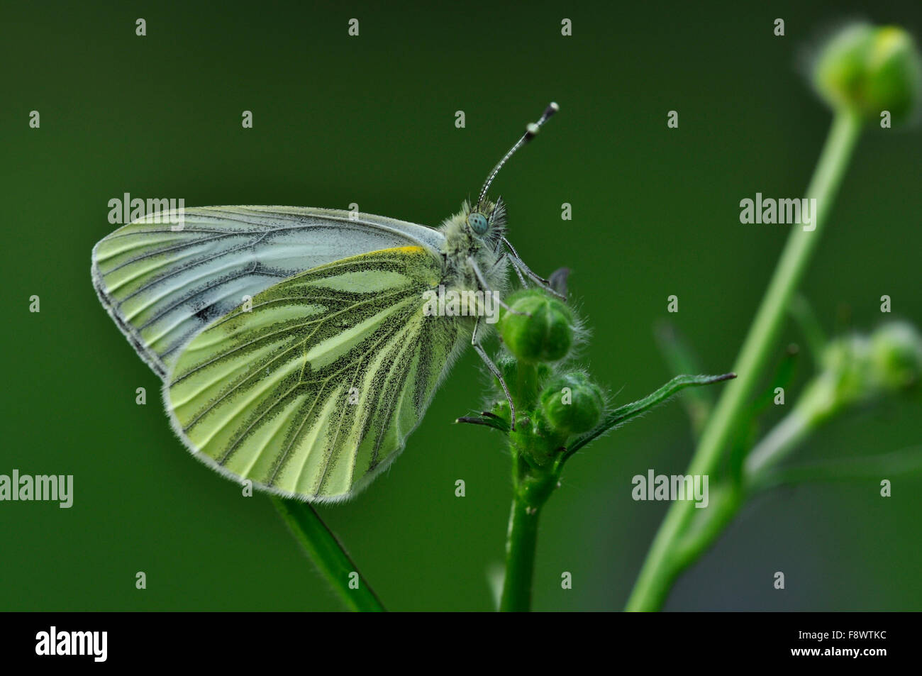 Papillon blanc veiné vert Banque D'Images