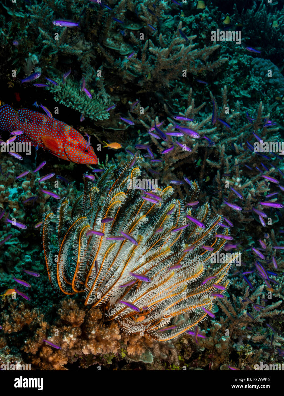 Coral reef scène colorée avec le mérou, Fusiliers, et crinoïde. Banque D'Images