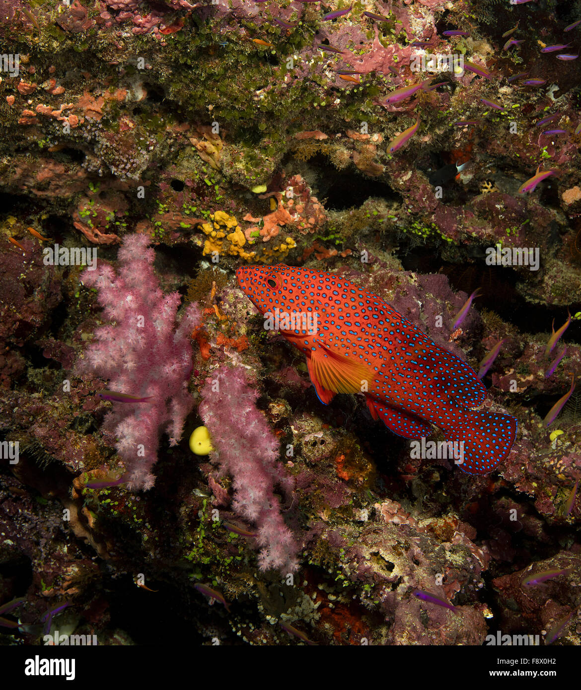 Le mérou de coraux colorés. Banque D'Images