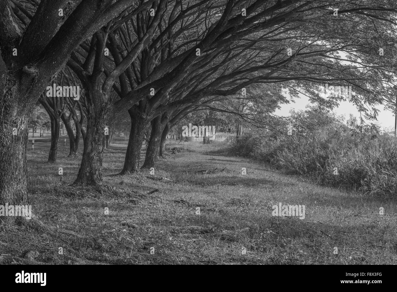 Cours avec gazon naturel Samanea saman, Big rain tree (noir et blanc) Banque D'Images