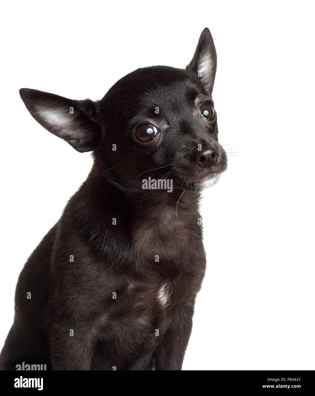 chien Chihuahua Banque D'Images