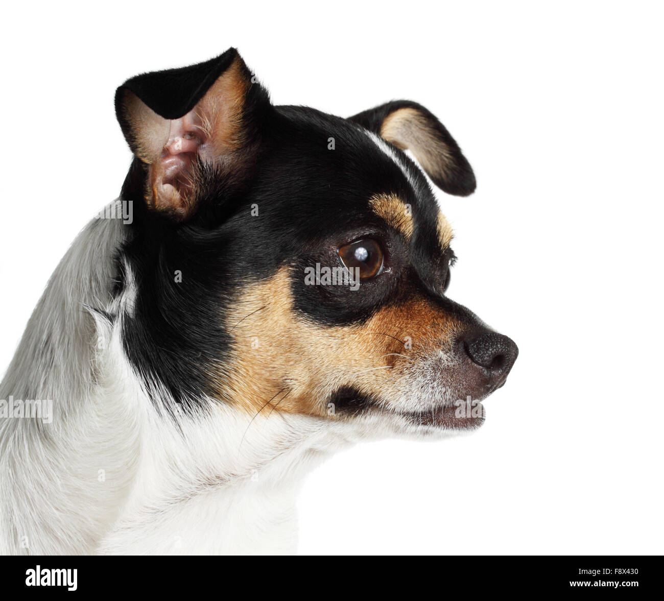 chien Chihuahua Banque D'Images